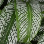 Daun Tanaman Hias Indoor Berubah Keriting? Ini Penyebab, Gejala, dan Cara Mengatasinya