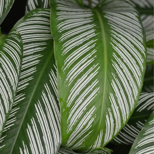 Daun Tanaman Hias Indoor Berubah Keriting? Ini Penyebab, Gejala, dan Cara Mengatasinya
