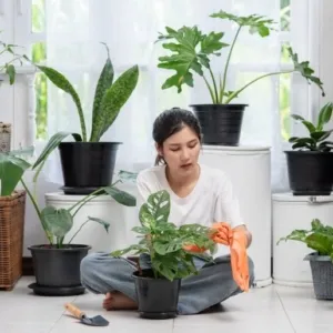 Daun Tanaman Hias Tak Lagi Segar? Ini Penyebab Daun Keriting dan Cara Mengatasinya