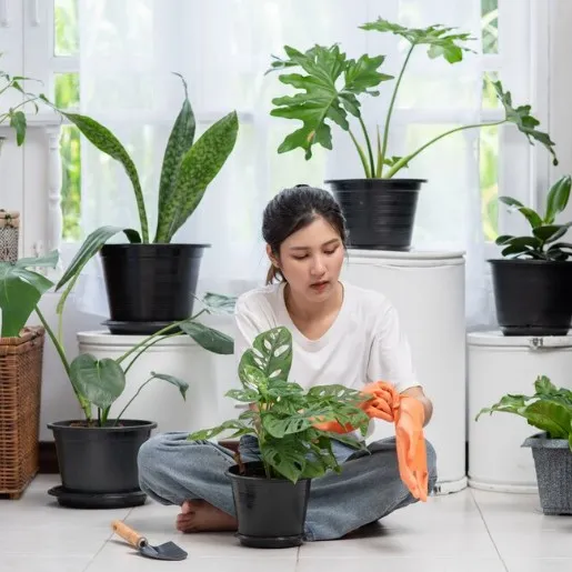 Daun Tanaman Hias Tak Lagi Segar? Ini Penyebab Daun Keriting dan Cara Mengatasinya