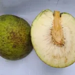 Belajar dari Jamaika, Sukun Jadi Andalan Ketahanan Pangan Cuaca Ekstrem