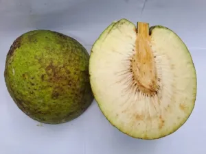 Belajar dari Jamaika, Sukun Jadi Andalan Ketahanan Pangan Cuaca Ekstrem