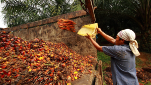Petani Sawit Jambi Tolak Moratorium PKS demi Tekan Biaya Logistik