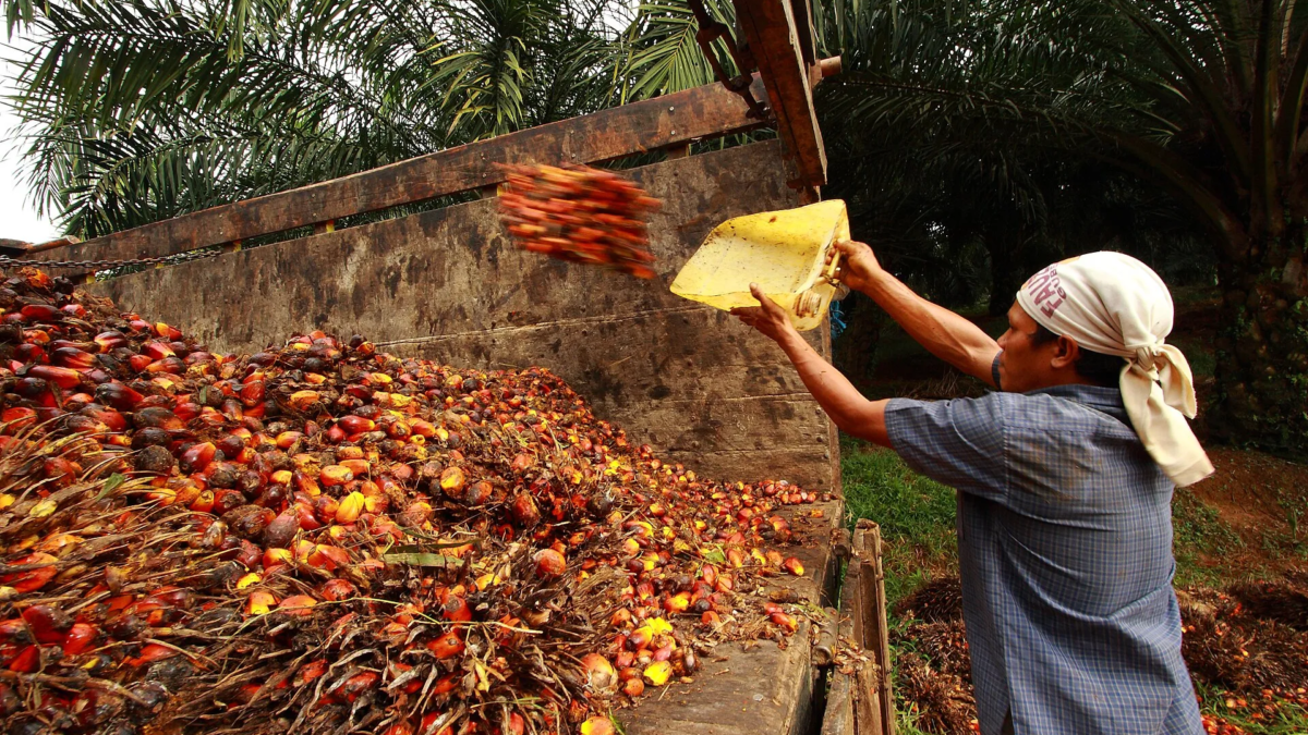 Petani Sawit Jambi Tolak Moratorium PKS demi Tekan Biaya Logistik