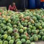 FAO Fasilitasi Petani Mangga RI Adopsi Teknologi Produksi Filipina