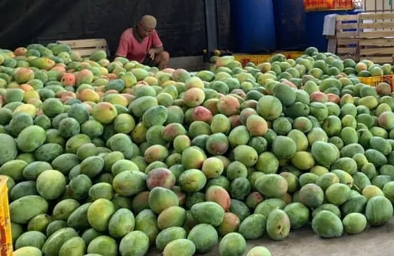 FAO Fasilitasi Petani Mangga RI Adopsi Teknologi Produksi Filipina