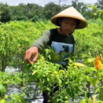 Harga Cabai Rawit Merah Tembus Rp70.450 per Kilogram di Pasar Nasional