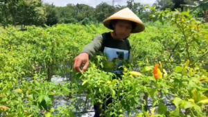Harga Cabai Rawit Merah Tembus Rp70.450 per Kilogram di Pasar Nasional