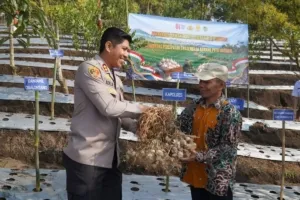 Polres Tasikmalaya Salurkan Benih Bawang Putih Dukung Swasembada Pangan