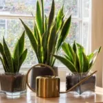 Bikin Interior Makin Memukau! 7 Tanaman Hias yang Tahan Hidup di Dalam Rumah