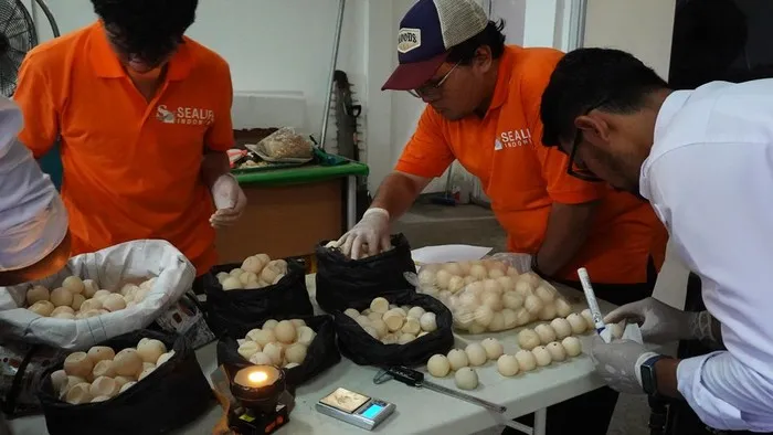 Balai Karantina Kalbar Amankan 1.286 Telur Penyu dari Upaya Penyelundupan