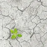 El Nino Mengancam Pertanian! Kenali Dampak dan Strategi Jitu Menghadapinya