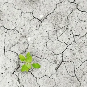 El Nino Mengancam Pertanian! Kenali Dampak dan Strategi Jitu Menghadapinya
