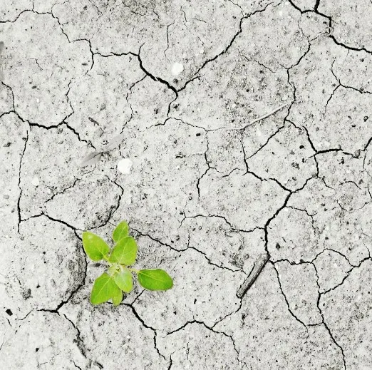 El Nino Mengancam Pertanian! Kenali Dampak dan Strategi Jitu Menghadapinya