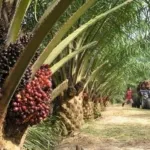 Harga TBS Sawit Tembus Rp3.000, Ekonomi Petani Aceh Barat Menguat