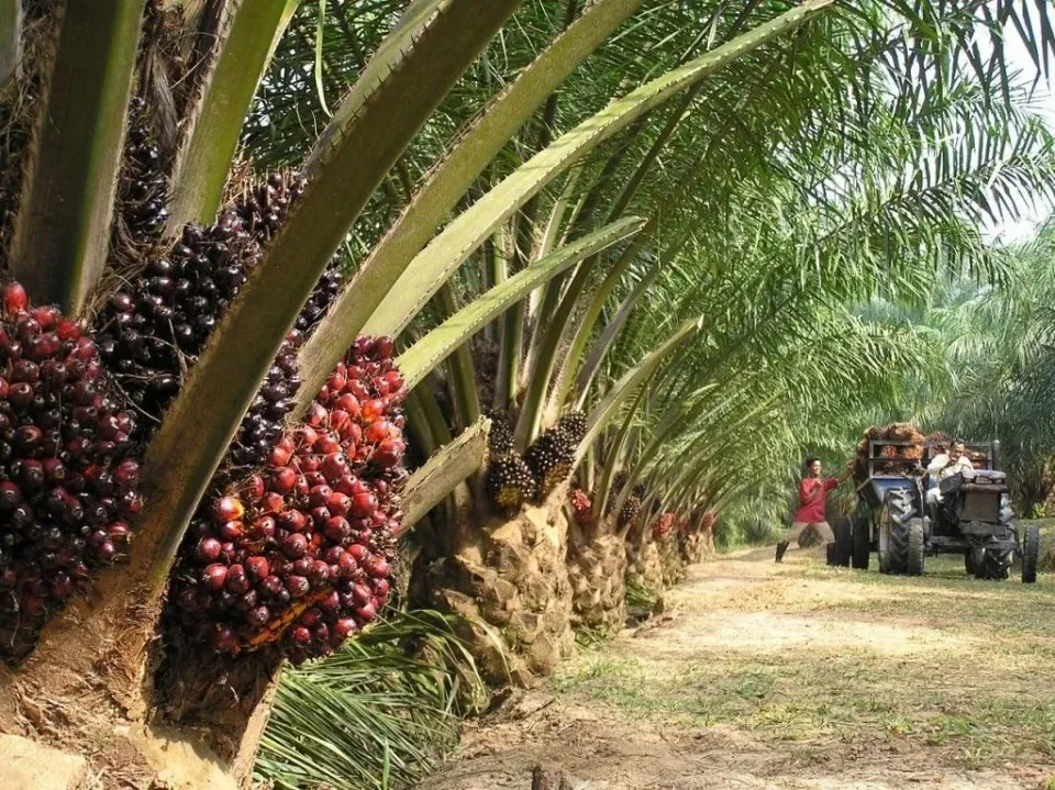 Harga TBS Sawit Tembus Rp3.000, Ekonomi Petani Aceh Barat Menguat