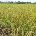 Strategi Percepatan Tanam Sumsel Dongkrak Produksi Padi 2,88 Juta Ton
