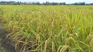 Strategi Percepatan Tanam Sumsel Dongkrak Produksi Padi 2,88 Juta Ton