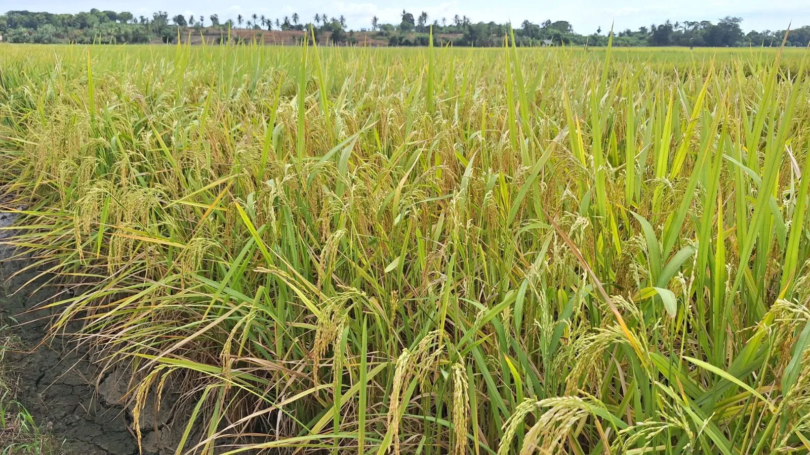 Strategi Percepatan Tanam Sumsel Dongkrak Produksi Padi 2,88 Juta Ton