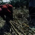 APTRI Desak Pabrik Gula Rafinasi Bangun Kebun Tebu demi Swasembada