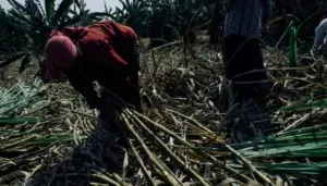 APTRI Desak Pabrik Gula Rafinasi Bangun Kebun Tebu demi Swasembada