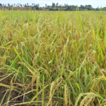 Aceh Barat Salurkan Rp6 Miliar ke Kelompok Tani untuk Pulihkan Sawah