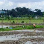 Sumsel Terapkan Sistem PM-AAS, Targetkan Produktivitas Padi 10 Ton