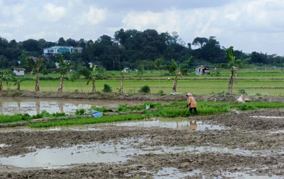 Sumsel Terapkan Sistem PM-AAS, Targetkan Produktivitas Padi 10 Ton