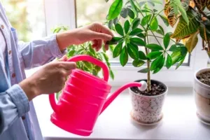 Air Menggenang di Tatakan Pot Jangan Dibiarkan, Ini Dampaknya bagi Tanaman