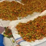 Gagal Panen Akibat Kemarau, Harga Cabai Rawit di Gorontalo Utara Melonjak