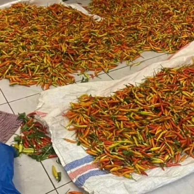 Gagal Panen Akibat Kemarau, Harga Cabai Rawit di Gorontalo Utara Melonjak