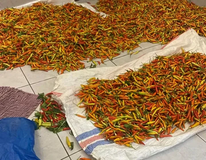 Gagal Panen Akibat Kemarau, Harga Cabai Rawit di Gorontalo Utara Melonjak