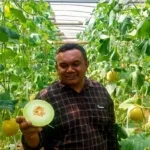 Petani Blitar Tembus Pasar Singapura, Kualitas Melon Lokal Naik Kelas