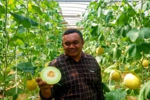 Petani Blitar Tembus Pasar Singapura, Kualitas Melon Lokal Naik Kelas
