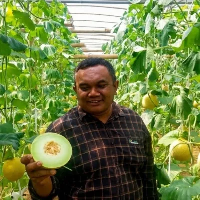 Petani Blitar Tembus Pasar Singapura, Kualitas Melon Lokal Naik Kelas