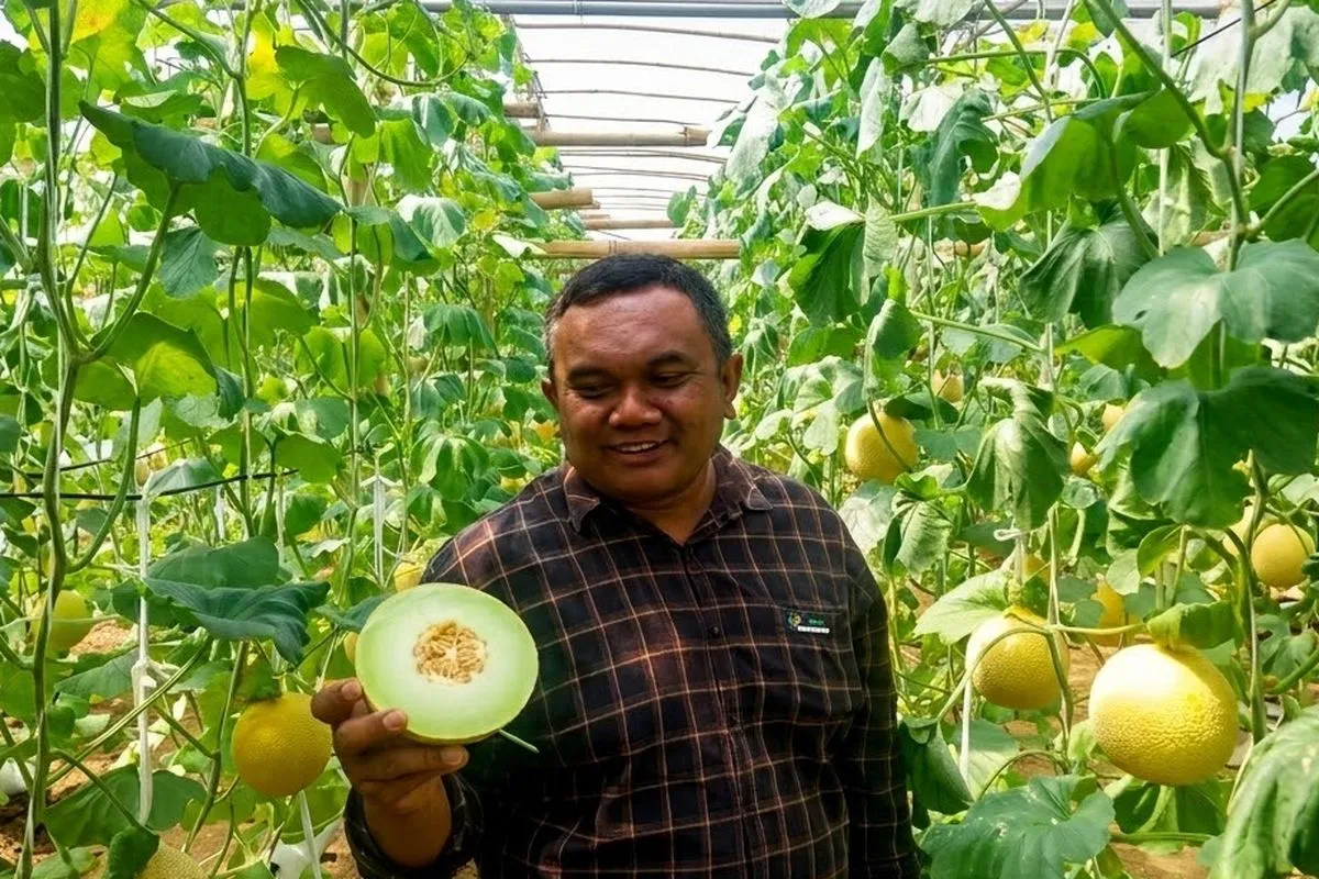 Petani Blitar Tembus Pasar Singapura, Kualitas Melon Lokal Naik Kelas