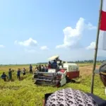 Mekanisasi dan Optimalisasi Lahan Perkuat Produksi Padi di Kabupaten Luwu