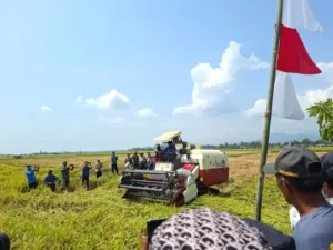 Mekanisasi dan Optimalisasi Lahan Perkuat Produksi Padi di Kabupaten Luwu