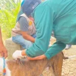 Mahasiswa Polbangtan Gowa Gelar Vaksinasi Rabies Gratis di Bone