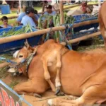 Sapi Berkaki Enam Asal Boyolali Juarai Kontes Sapi Unik di Bogor