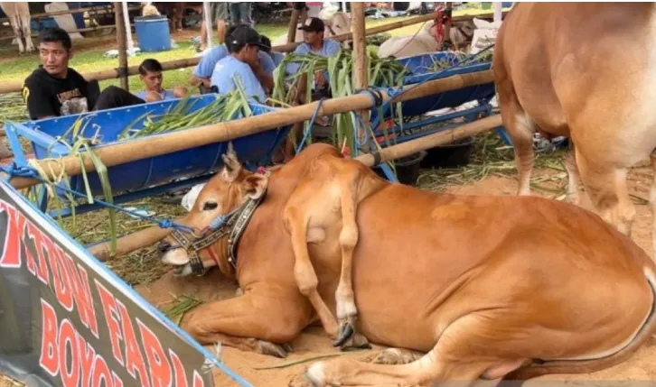 Sapi Berkaki Enam Asal Boyolali Juarai Kontes Sapi Unik di Bogor