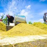 Penyerapan Gabah Bulog Sumut Capai 84,24 Persen, Tembus 58.558 Ton hingga Oktober 2026