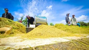 Penyerapan Gabah Bulog Sumut Capai 84,24 Persen, Tembus 58.558 Ton hingga Oktober 2026