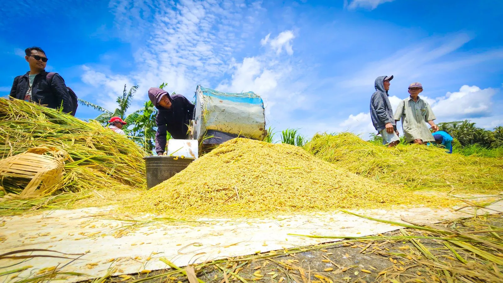 Penyerapan Gabah Bulog Sumut Capai 84,24 Persen, Tembus 58.558 Ton hingga Oktober 2026